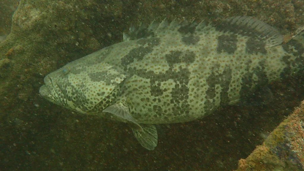 Orange-spotted Grouper