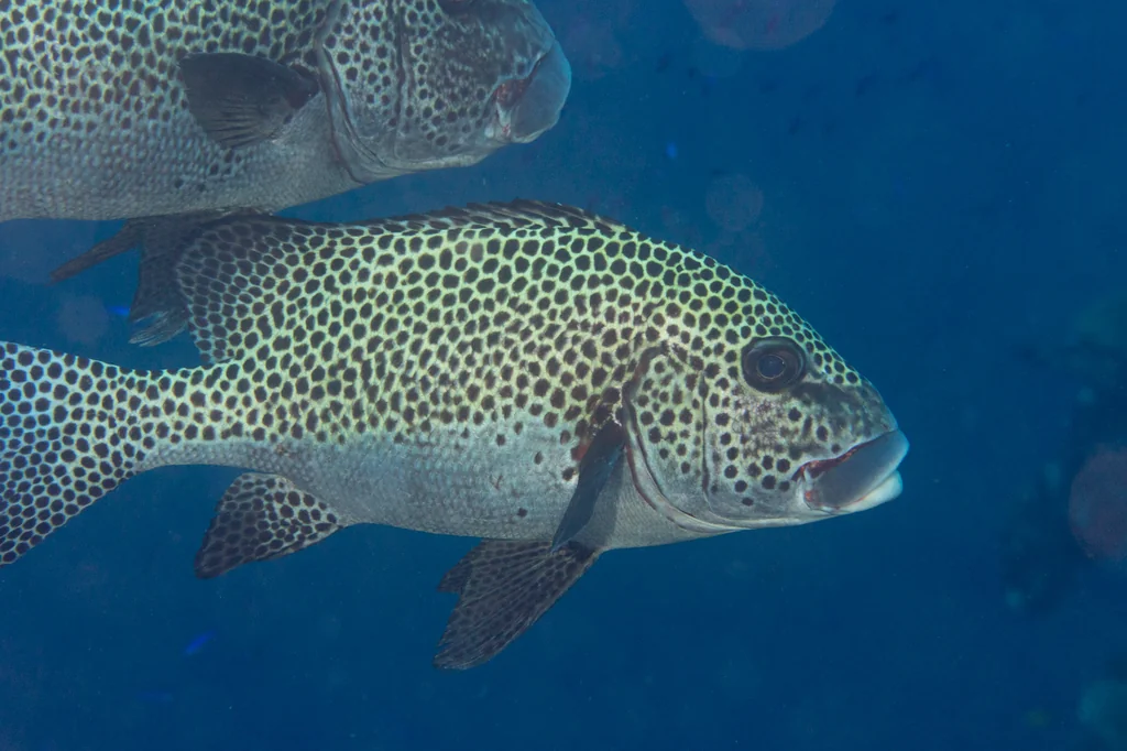 Sweetlips
