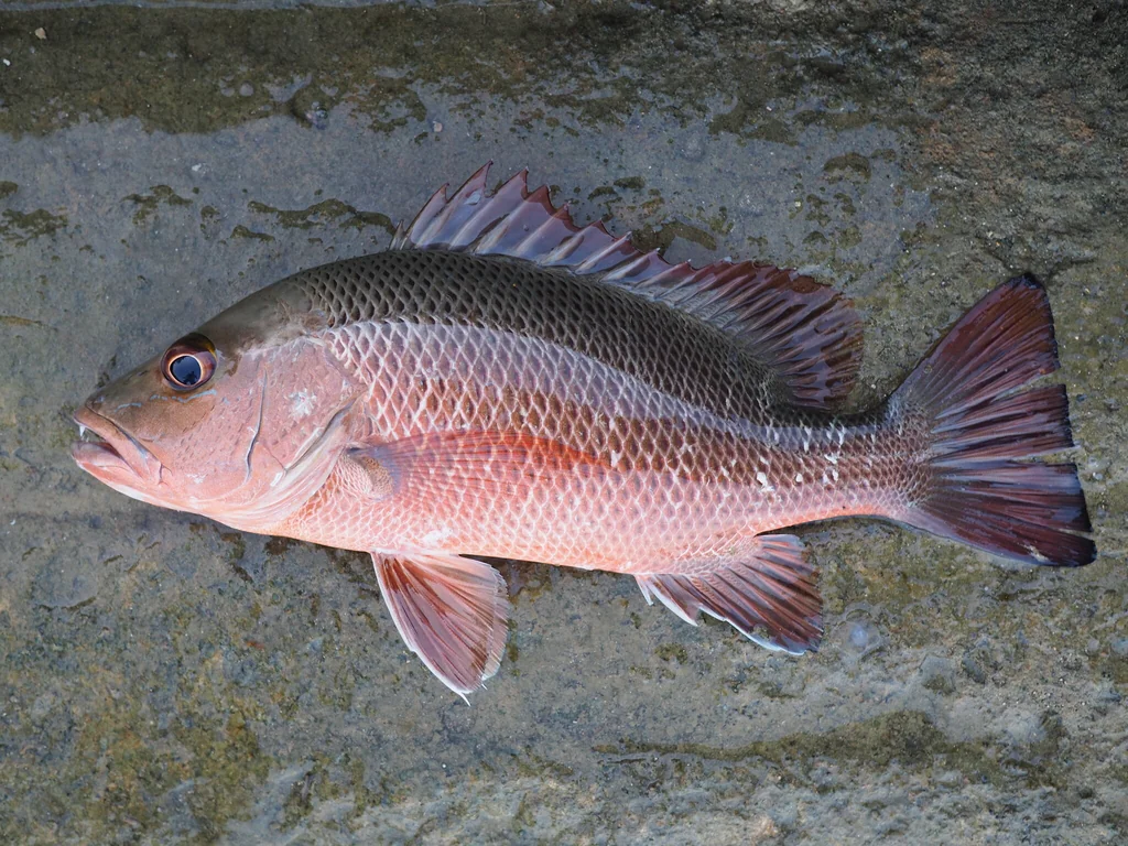 Mangrove Jack