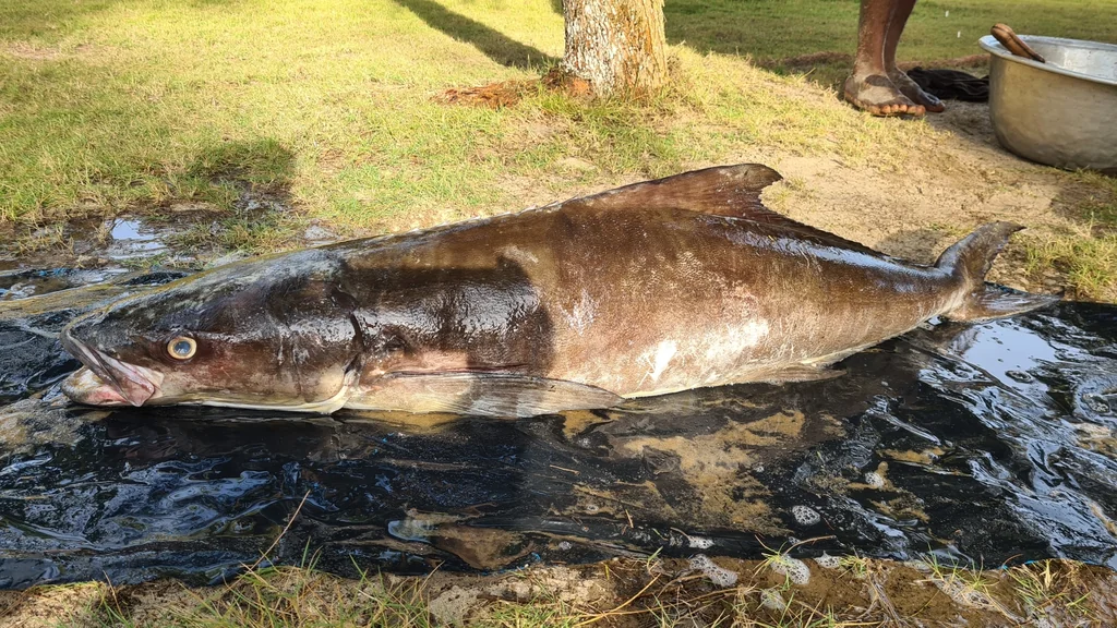 Cobia