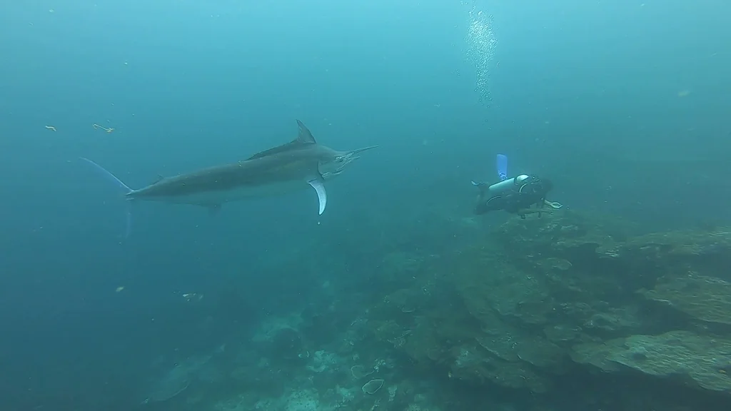 Black Marlin