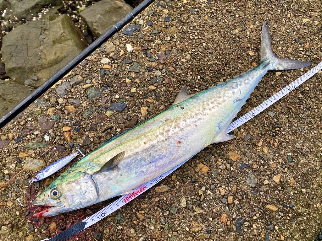 Spanish Mackerel