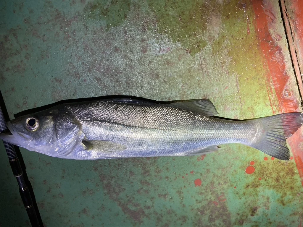 Japanese Sea Bass