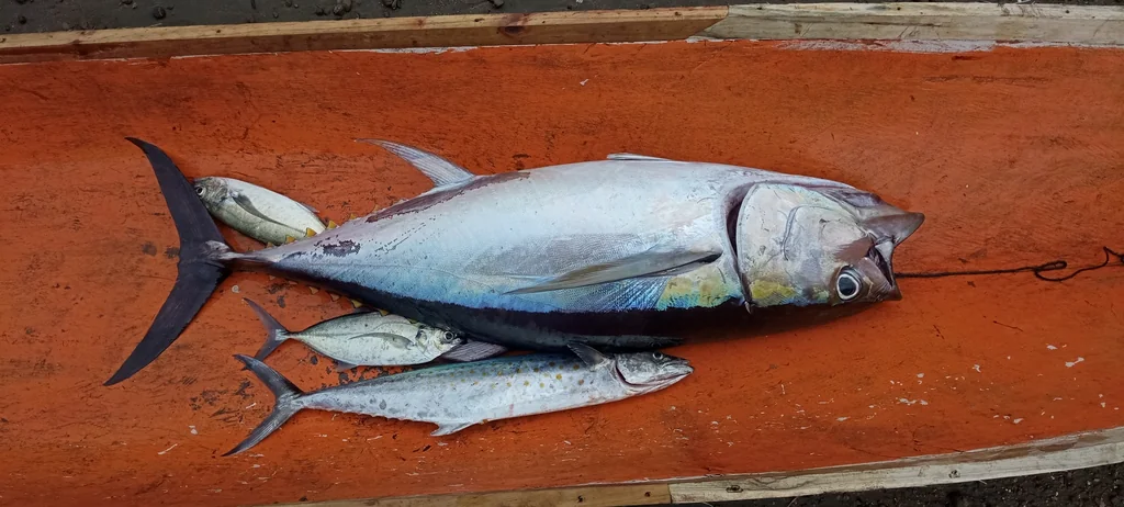 Yellowfin Tuna