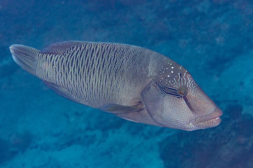 Humphead Wrasse