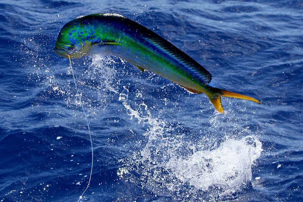 Mahi-mahi